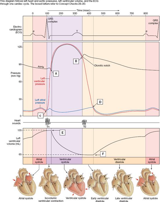 Solved This diagram tollows left heart and aortic preesures, | Chegg.com