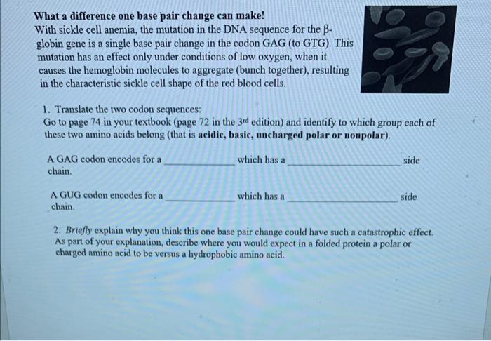 Solved What a difference one base pair change can make! With | Chegg.com