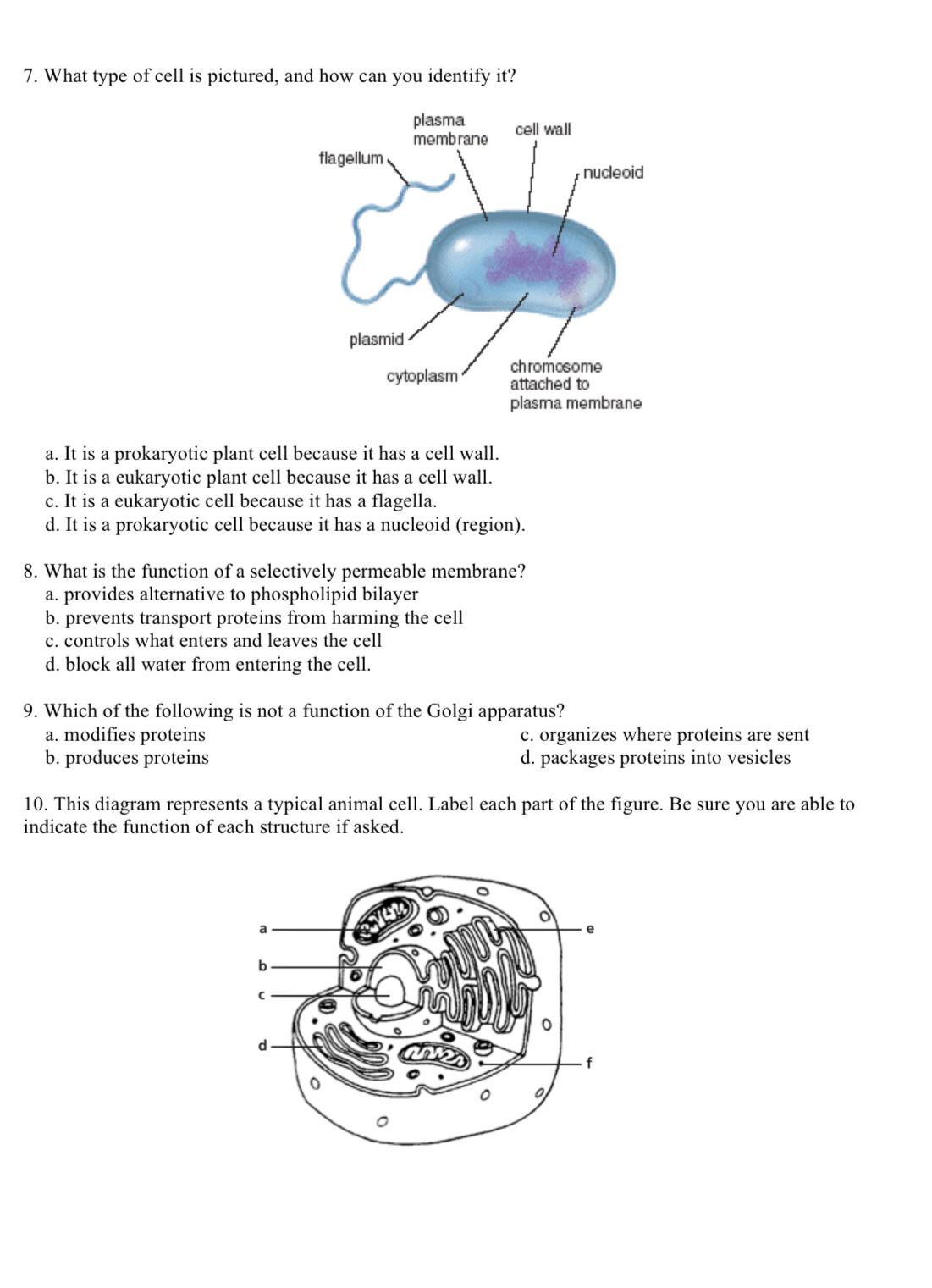 Solved What type of cell is pictured, and how can you | Chegg.com