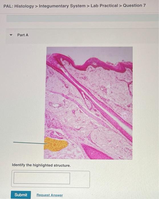 Solved Pal Histology Integumentary System Lab Practical 4551