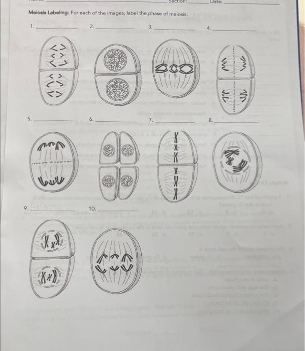 Solved Meiosis Labeling: For each of the images, label the | Chegg.com