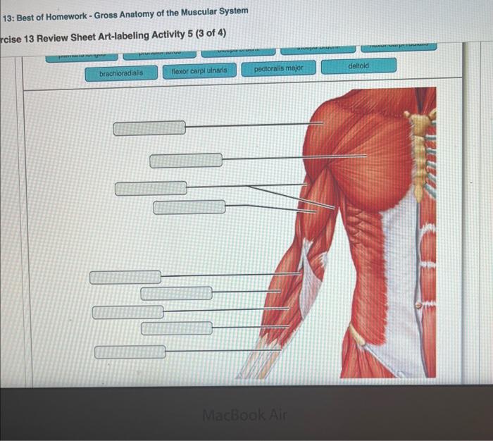 the muscular system homework