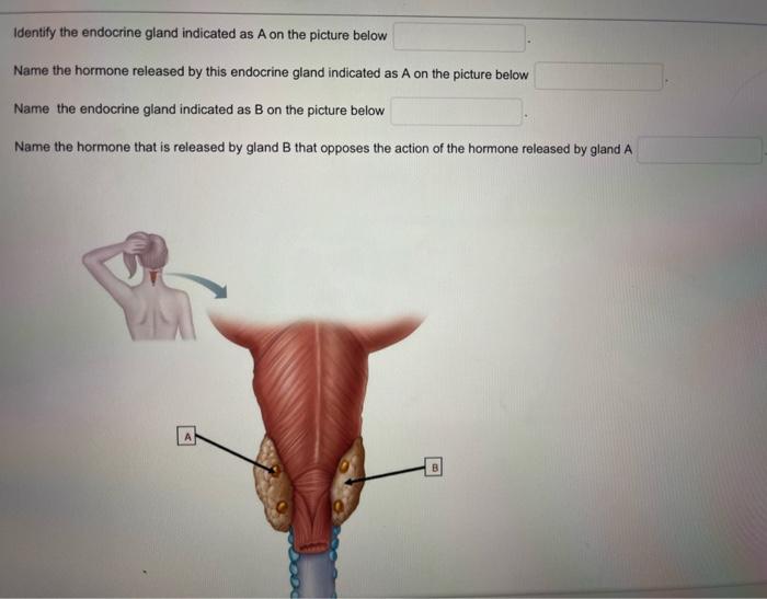 Identify the endocrine gland indicated as A on the picture below
Name the hormone released by this endocrine gland indicated 