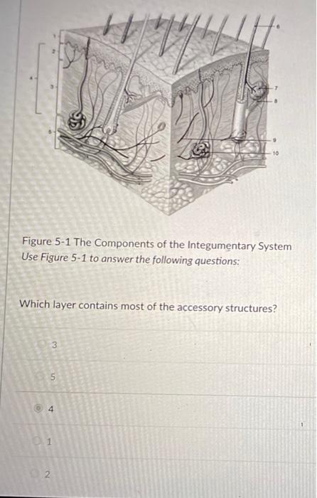 Solved Figure 5-1 The Components of the Integumentary System | Chegg.com