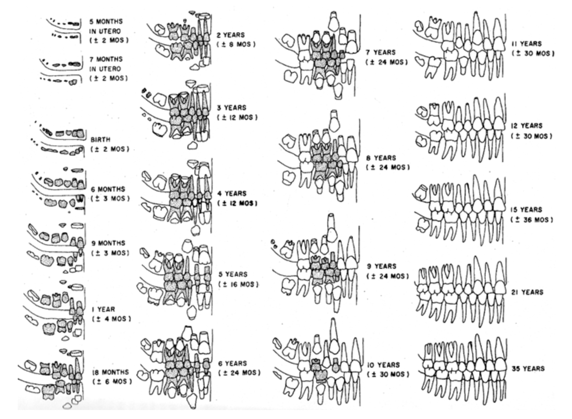 Solved According to this dental eruption chart, the age at