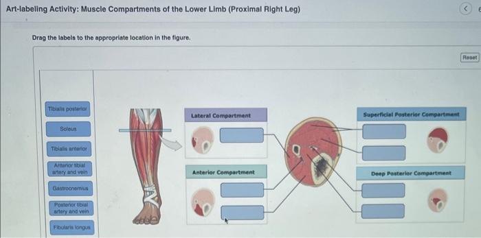 Art-labeling Activity: Muscle Compartments of the Lower Limb (Proximal Right Leg)
Drag the labels to the appropriate location