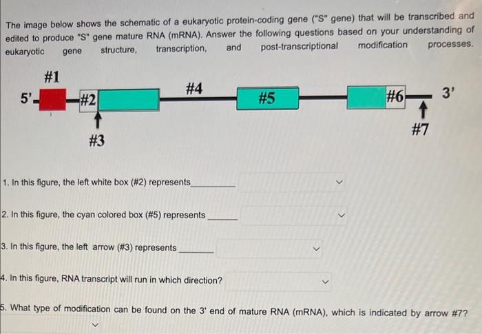 The image below shows the schematic of a eukaryotic protein-coding gene (S gene) that will be transcribed and edited to pro