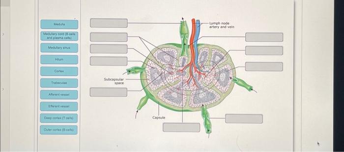 Solved Medulla Medullary cord (B cells and plasma cells) | Chegg.com
