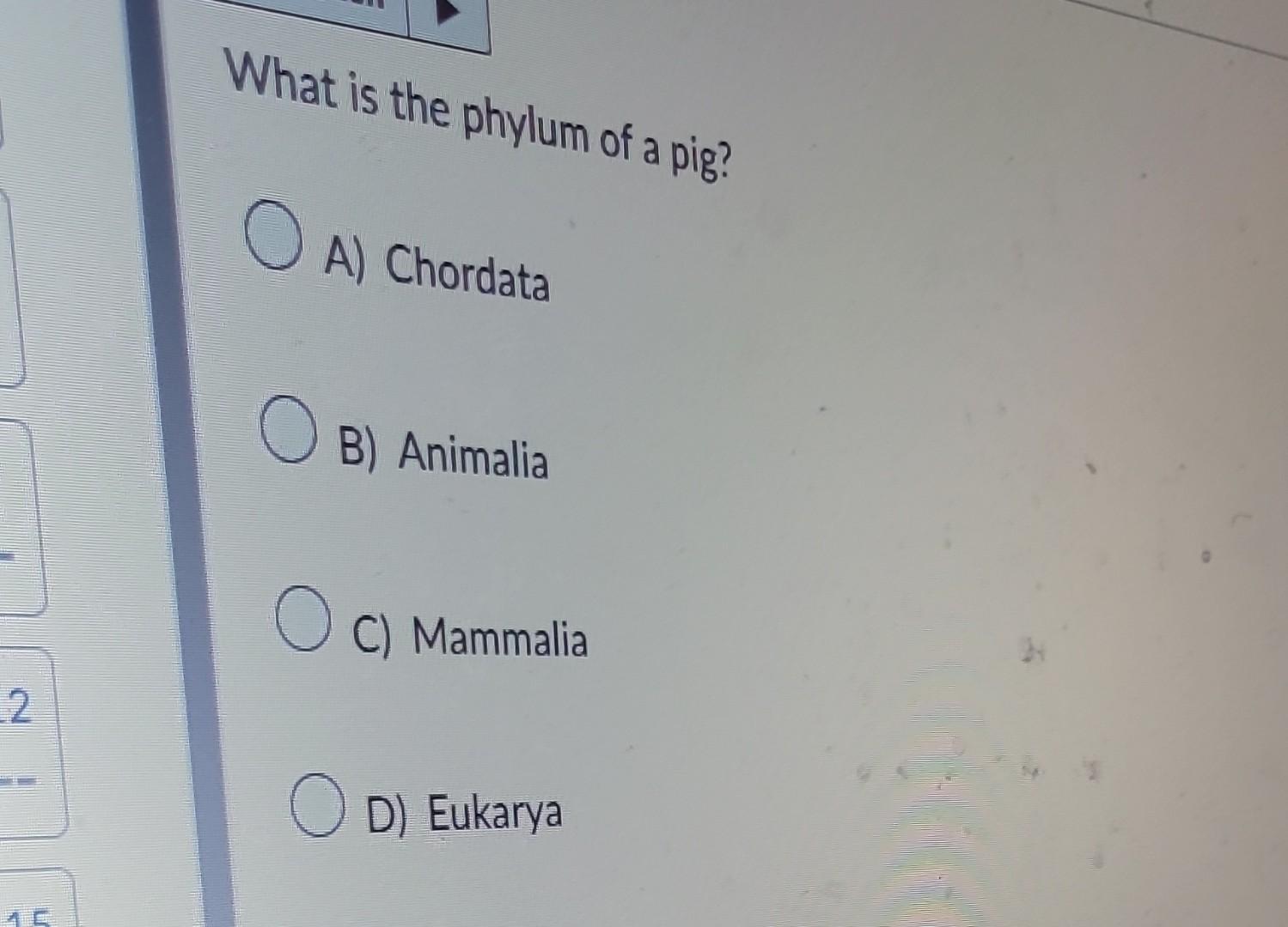 Solved What Is The Phylum Of A Pig? A) Chordata B) Animalia | Chegg.com