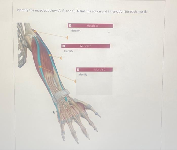 Identify The Muscles Below (A, B, And C). Name The | Chegg.com