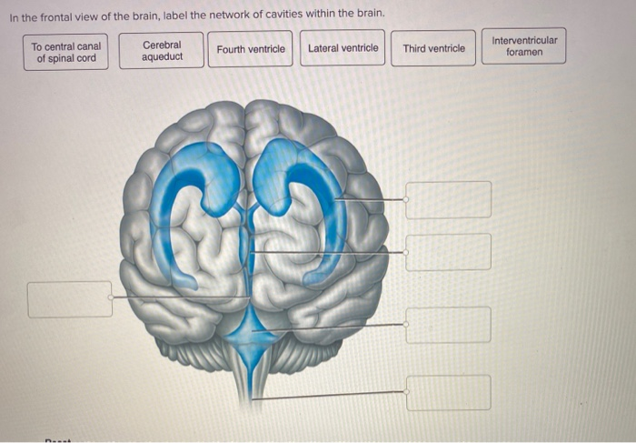 What Body Cavity Contains The Brain