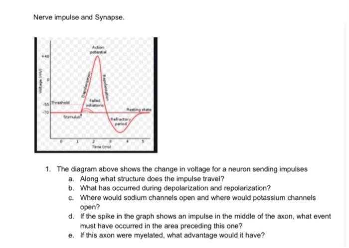 nerve impulse graph