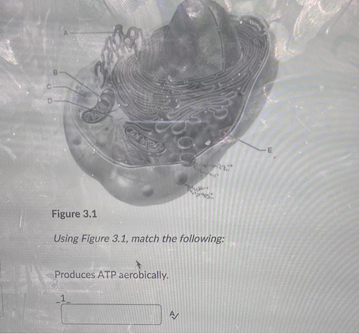 Solved Using Figure 3.1, match the following: Produces ATP | Chegg.com