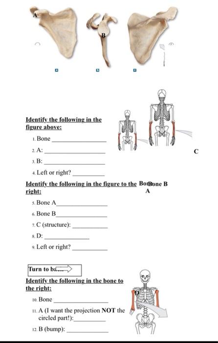 с Identify the following in the figure above: 1. Bone 2.A: 3.B: 4. Left or right? Identify the following in the figure to the