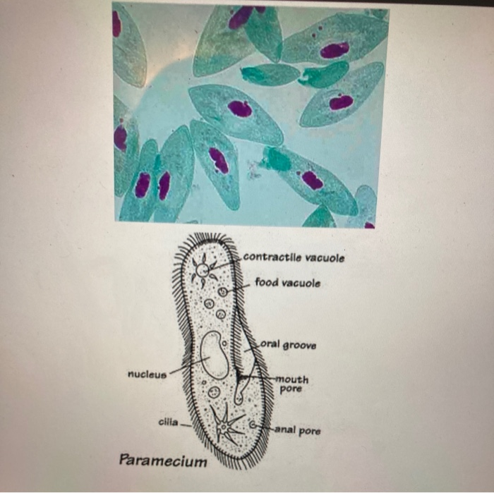 Solved 2. How are conjugating Paramecium arranged? Where are | Chegg.com