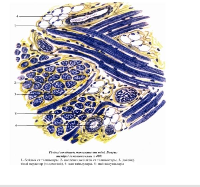 Solved Plz help with these histological the names of | Chegg.com