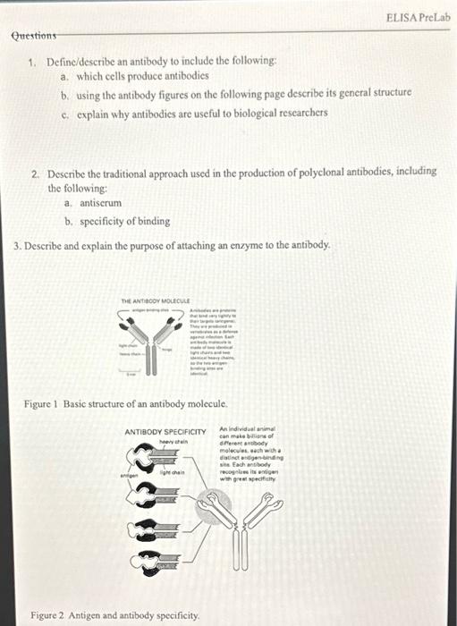 Solved 1. Define/describe an antibody to include the