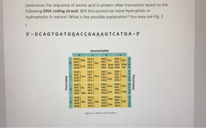Solved Determine the sequence of amino acid in protein after | Chegg.com