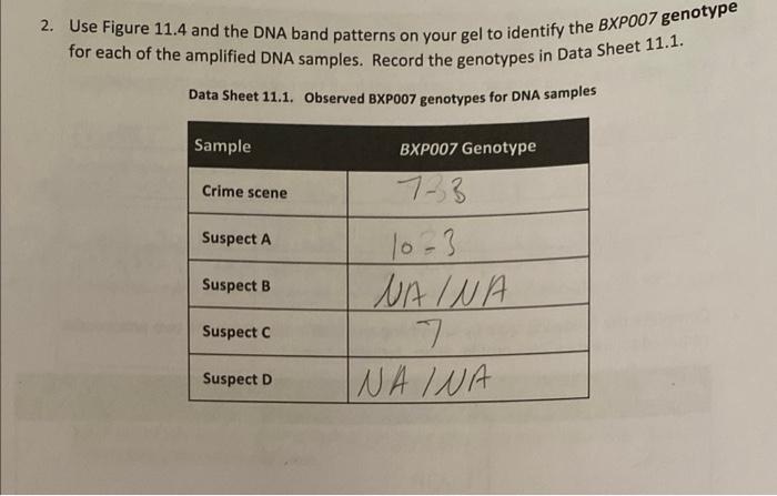 2. Use Figure 11.4 and the DNA band patterns on your | Chegg.com 2. Use Figure 11.4 and the DNA band patterns on your | Chegg.com