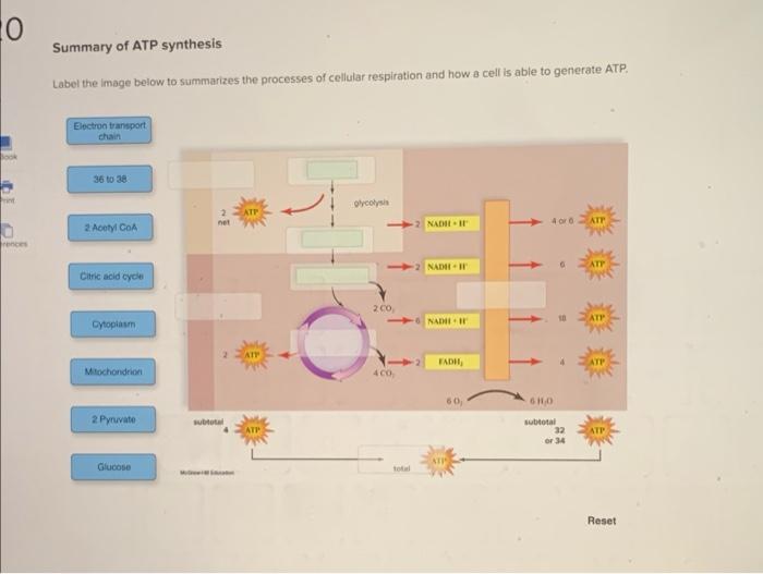 Solved LO Summary of ATP synthesis Label the image below to | Chegg.com