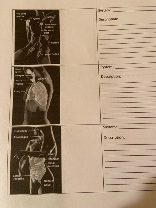 Solved System: Red bone marrow Thymus Description: Lymphatic | Chegg.com