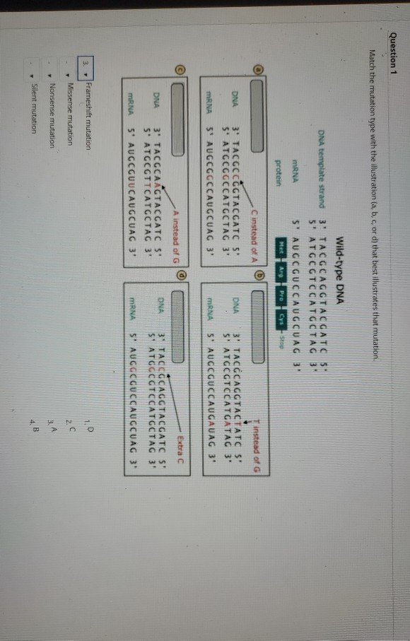 Solved Question 1 Match the mutation type with the | Chegg.com