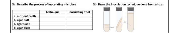 Solved 3a. Describe the process of inoculating microbes 3b. | Chegg.com