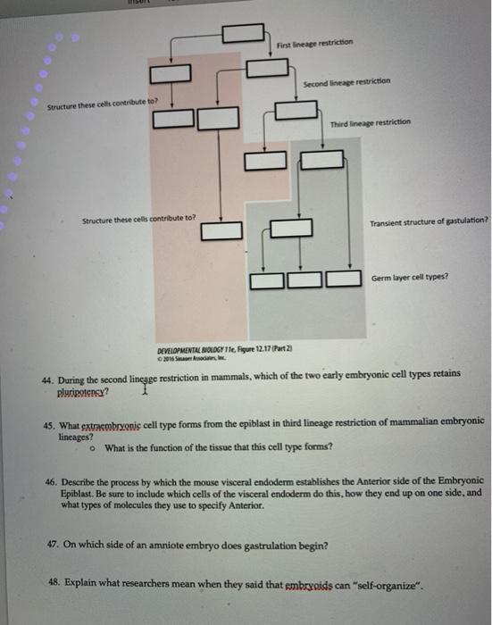 Solved First lineage restriction Second lineage restriction | Chegg.com