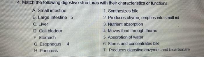 Solved 4. Match the following digestive structures with | Chegg.com