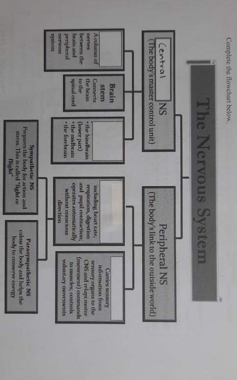 Solved Complete the flowchart below. The Nervous System | Chegg.com