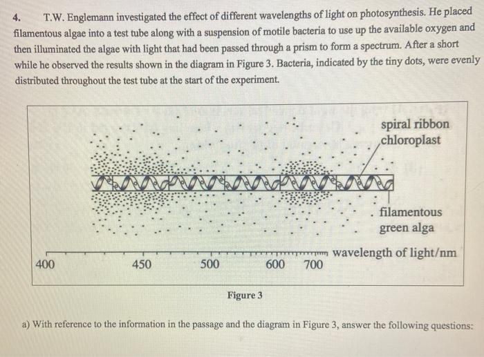 Solved 4. T.W.Englemann investigated the effect of different | Chegg.com