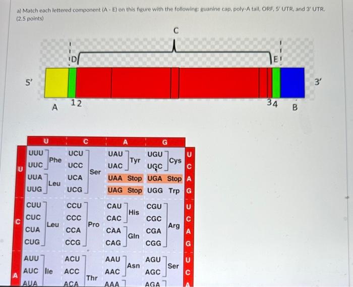 a) Match each lettered component (A-E) on this figure with the following: guanine cap, poly-A tail, ORF, 5  UTR, and 3  UTR