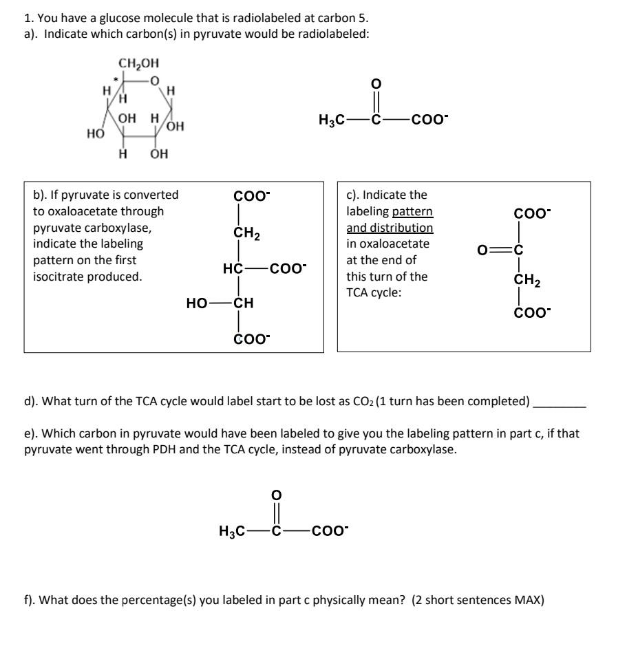 Solved 1. You have a glucose molecule that is radiolabeled