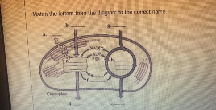 Solved Match the letters from the diagram to the correct | Chegg.com