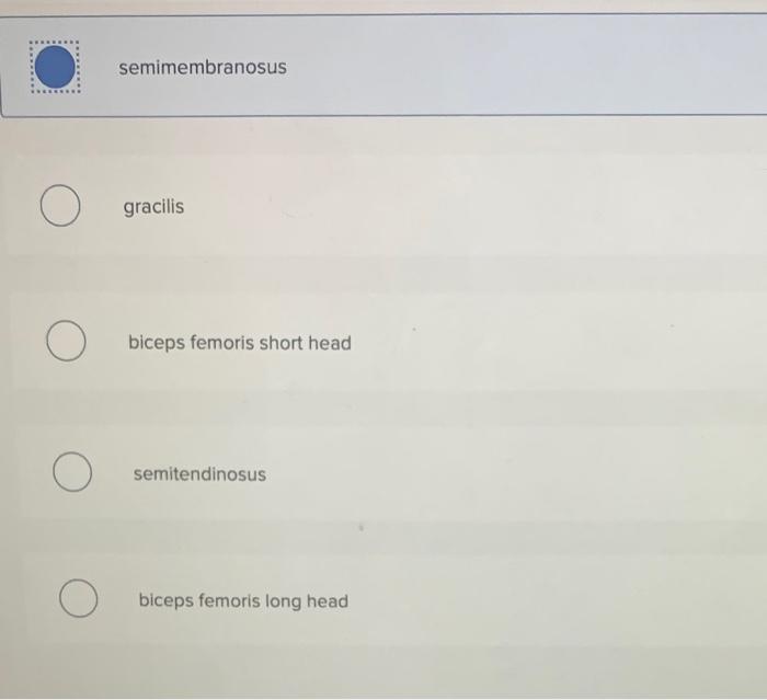 semimembranosus
gracilis
biceps femoris short head
semitendinosus
biceps femoris long head