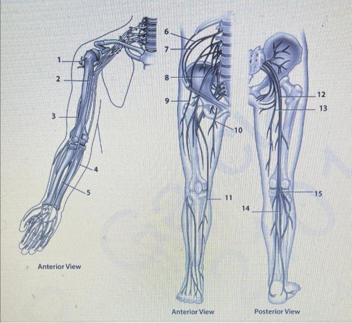 Solved 2 8 12 13 3 -10 15 11 14 Anterior View Anterior View | Chegg.com