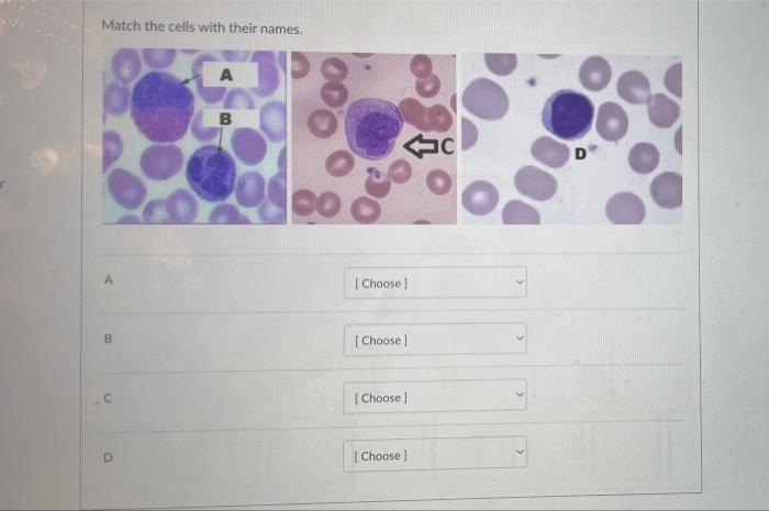 Solved Match the cells with their names. A A B Oc DO A | Chegg.com