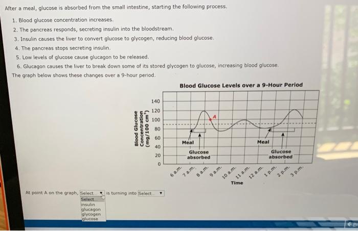 After a meal, glucose is absorbed from the small