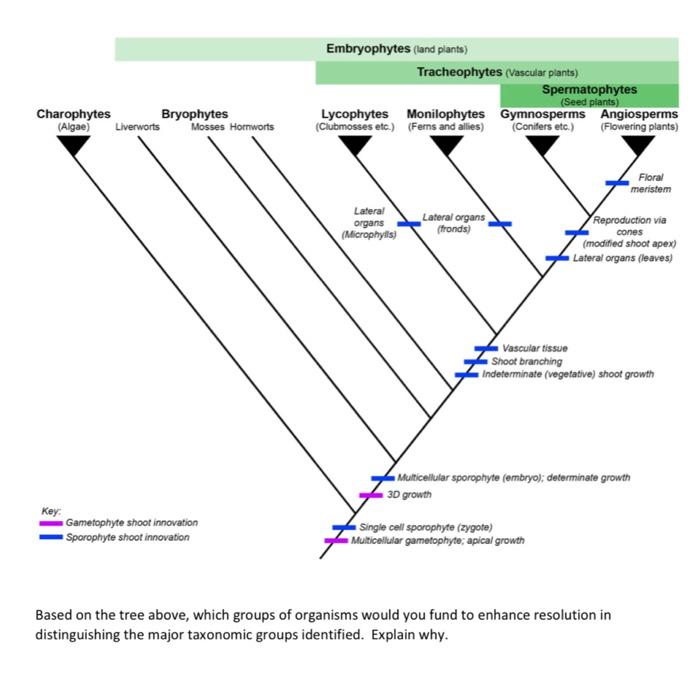 Solved Embryophytes (land plants Tracheophytes (Vascular