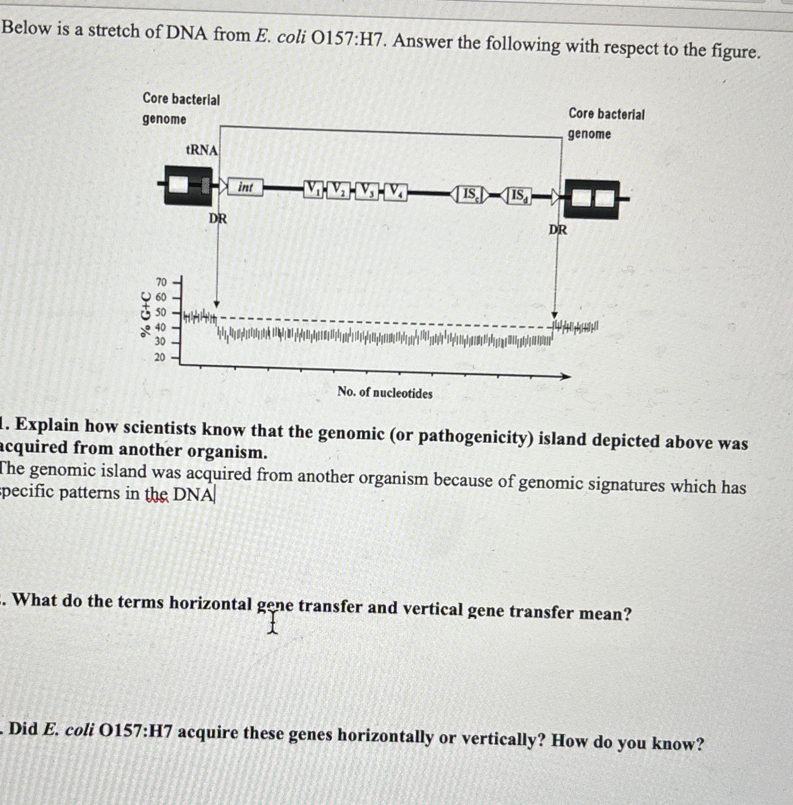 Solved Below is a stretch of DNA from E. ﻿coli O157:H7. | Chegg.com