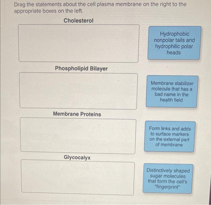 Solved Drag the statements about the cell plasma membrane on | Chegg.com