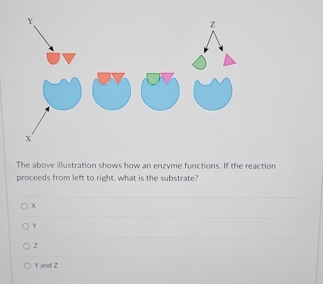 Solved The above illustration shows how an enzyme functions. | Chegg.com