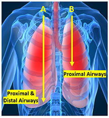 Solved In Pulmonary Function Testing: Oscillometry measures | Chegg.com