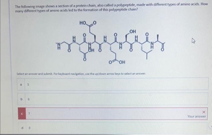 Solved The following image shows a section of a protein | Chegg.com