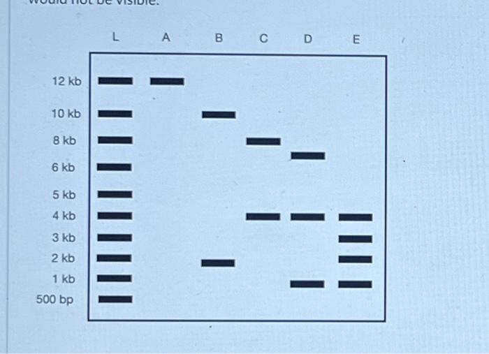 Solved The Sequences Cut By Each Restriction Enzyme Are 2258