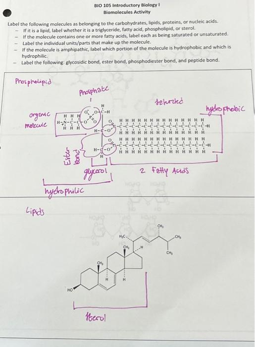 Biomolecules Activity Label the following molecules
