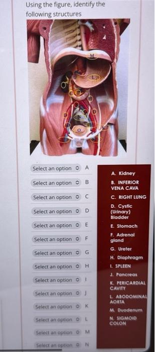 Solved Using the figure, identify the | Chegg.com
