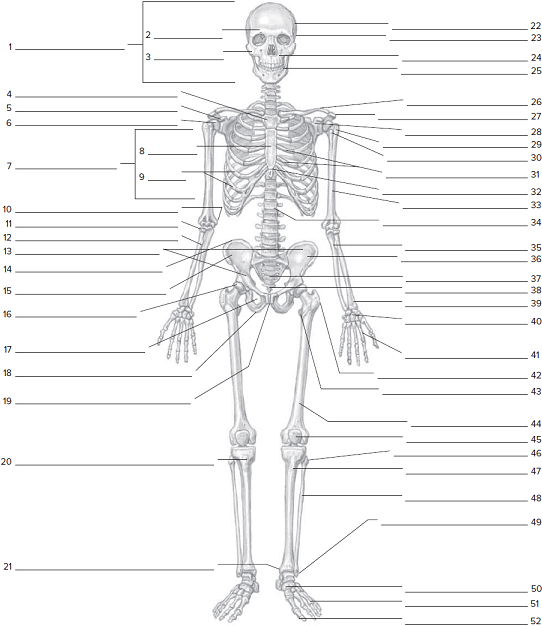 Anterior Skeletal WorksheetOn The Anterior Skeletal Wor Chegg