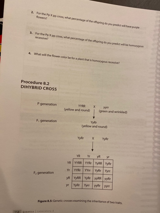 Solved Punnett Square You Create A Grid And Write The 3450