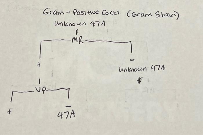 Dichotomous Key for Gram Stain (second image) Read | Chegg.com
